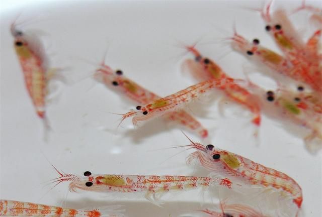南极磷虾：10亿吨的“海上金矿”，为什么说中国或是最大受益者？