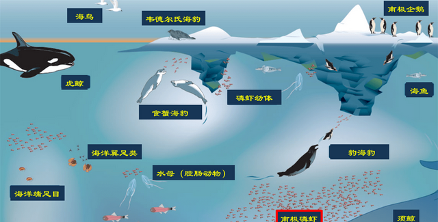 南极磷虾：10亿吨的“海上金矿”，为什么说中国或是最大受益者？