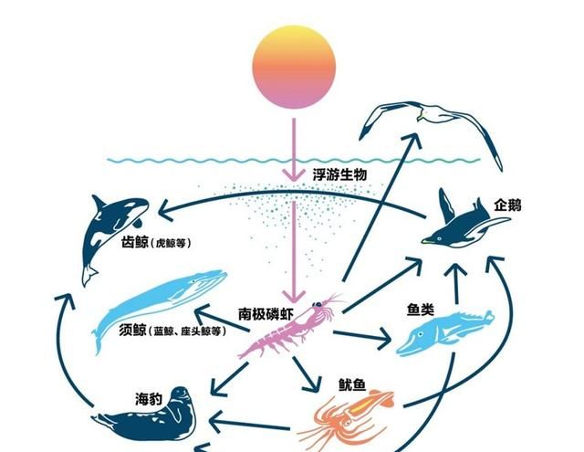 南极磷虾：10亿吨的“海上金矿”，为什么说中国或是最大受益者？