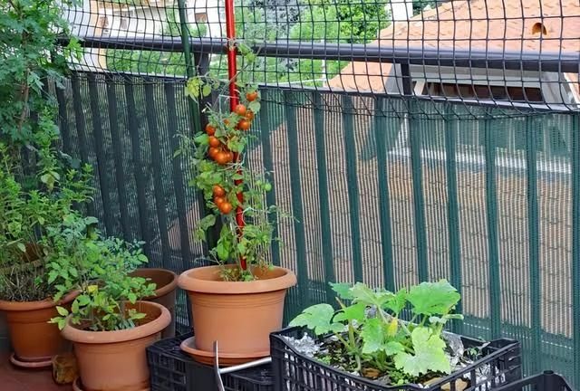 新手种菜详细指南，做好这8点，在阳台也能布置一片小菜园