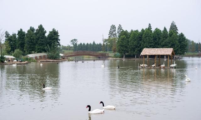 南京的后花园固城湖水慢城，不仅风景秀美，还有一座湿地动物园