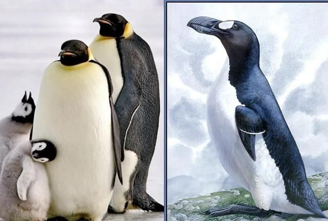 南极和北极都有企鹅生存吗?为什么呢图3