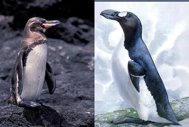 南极和北极都有企鹅生存吗?为什么呢图4