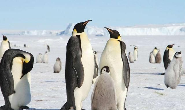 南极和北极都有企鹅生存吗?为什么呢图6