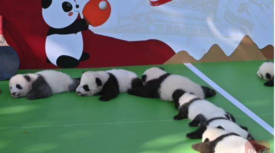 多图｜萌化！“2022级”熊猫宝宝集体亮相