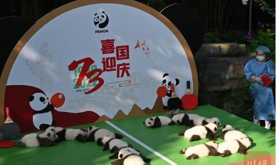 多图｜萌化！“2022级”熊猫宝宝集体亮相