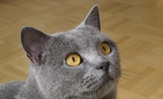 乖巧安静的卡特尔猫，一旦调皮起来，就是一个典型的搞怪表情包