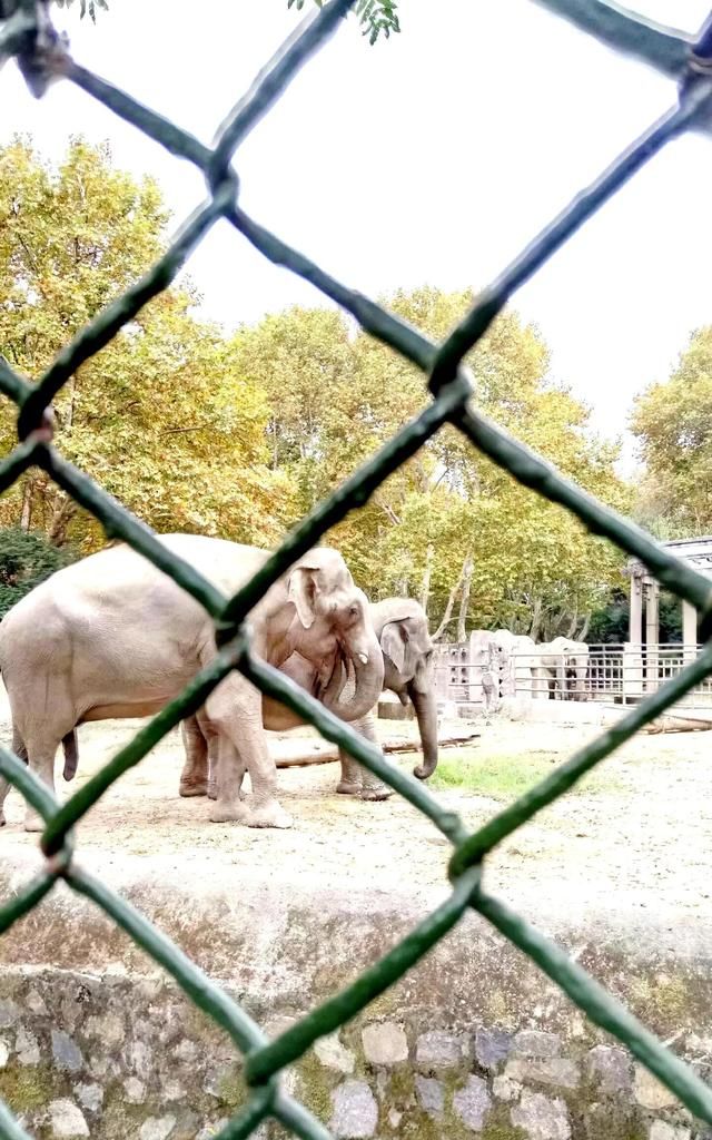 上海动物园，环境优美，动物品种繁多，开心游一天
