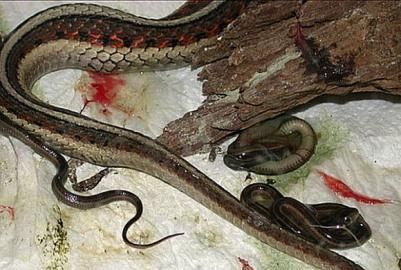 胎生蛇与卵生蛇有什么区别图1