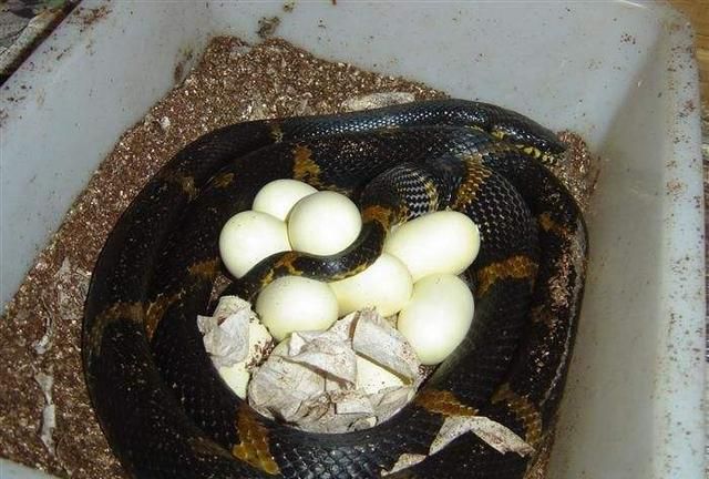 胎生蛇与卵生蛇有什么区别图2