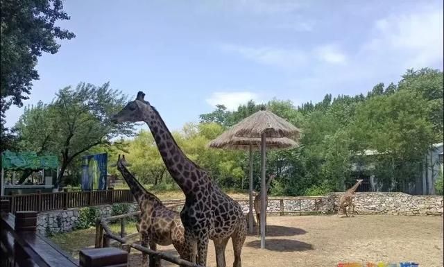 暑假畅游动物园，开启欢乐模式！