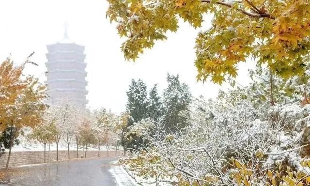 瑞雪虽未到，北京园博园已难掩这般冬日的美好~