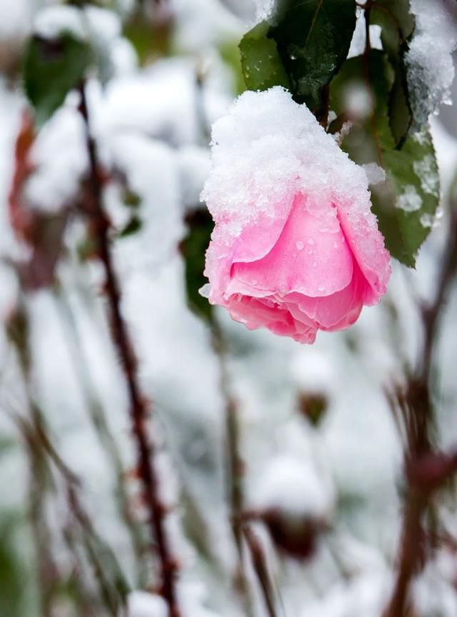 瑞雪虽未到，北京园博园已难掩这般冬日的美好~