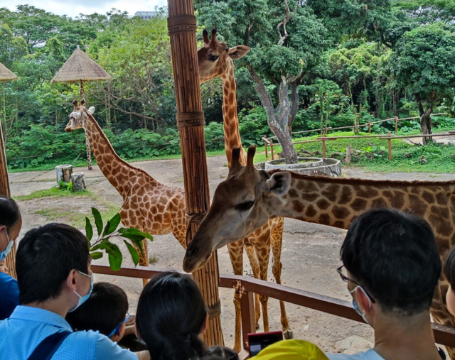 撸啊撸,国内撸啊撸体验最好的动物园——深圳野生动物园