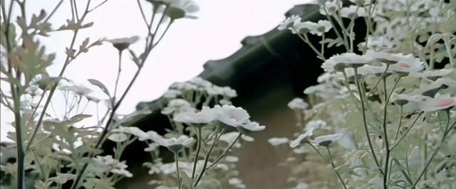 周杰伦的一首歌，竟蕴含这么多花的科普知识