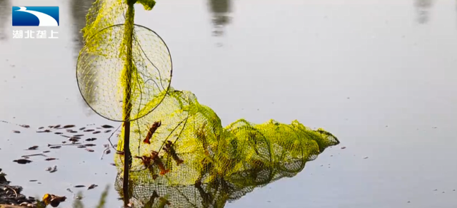 养殖小龙虾的虾农们，这些春季管理工作开始了吗？