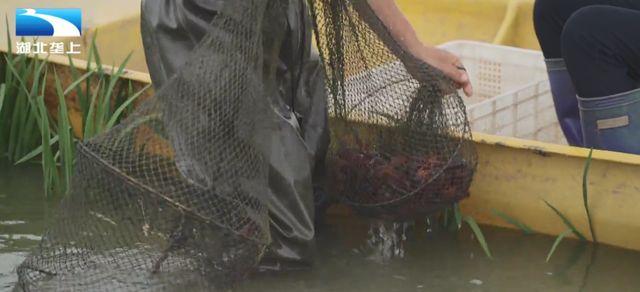 养殖小龙虾的虾农们，这些春季管理工作开始了吗？