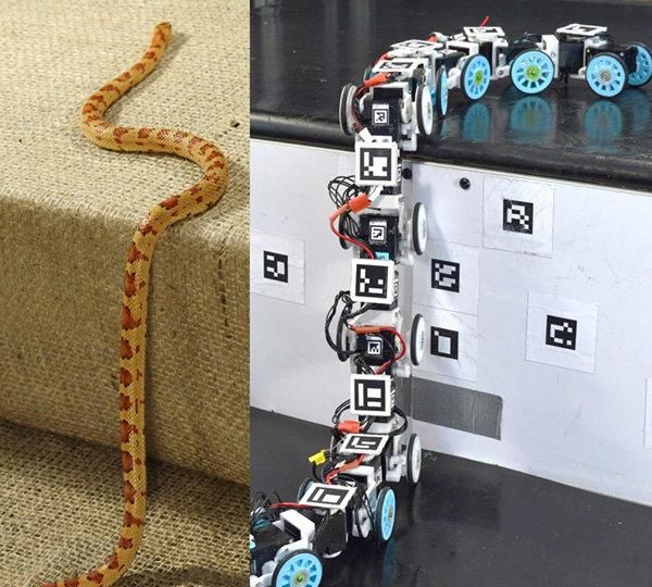 像蛇一样灵活，科学家开发出蛇形机器人