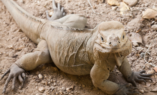 物种百科：犀牛鬣蜥