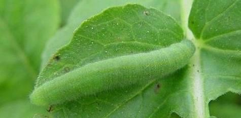 这些常见的农业害虫和益虫，你认识多少？