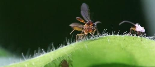 这些常见的农业害虫和益虫，你认识多少？