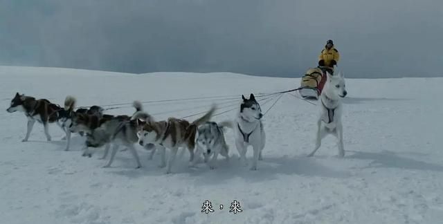 《南极大冒险》真实故事改编，八只狗狗被遗弃在南极生存175天