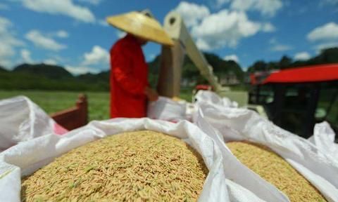 “不让任何一个中国人挨饿”，杂交水稻助力粮食安全