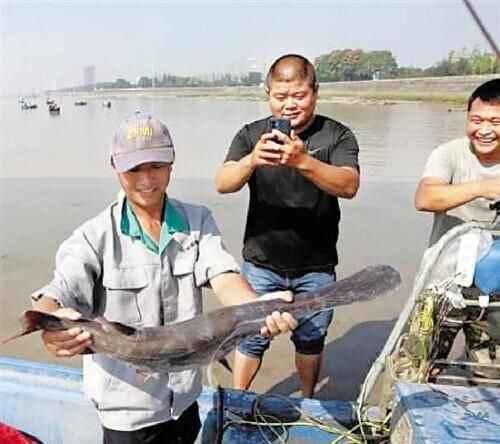 钱塘江里发现“怪物”渔民捕到长着鸭嘴的鱼立即报警了