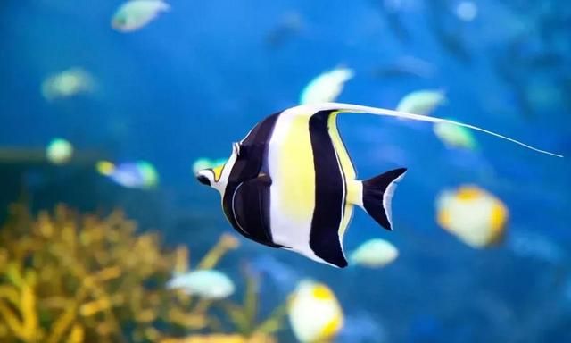 海洋世界最美的十种鱼