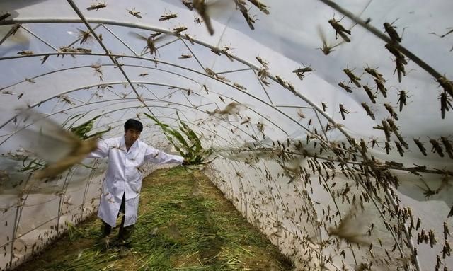 蝗、蚱和蜢，都是指什么昆虫？