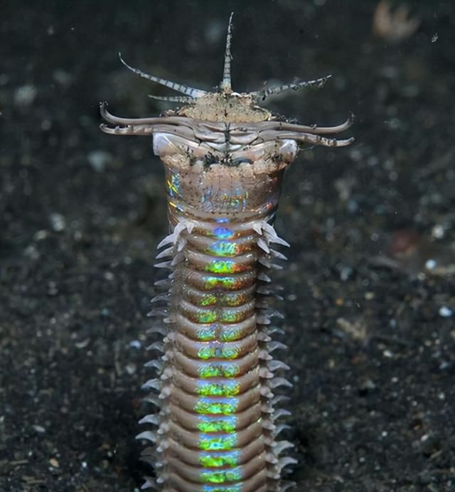 体态惊人的海底掠食者-博比特虫