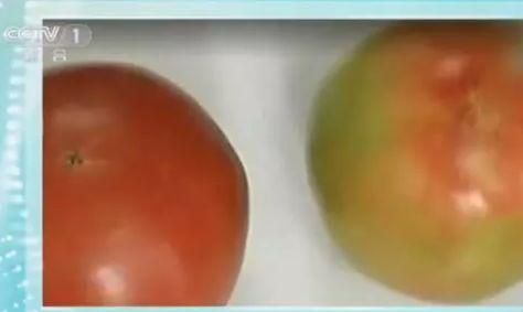 刚买回的西红柿发芽了，还能吃吗？