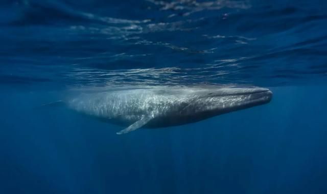 海洋巨兽：探索海洋中最大的十种动物的奥秘，你知道几种呢？