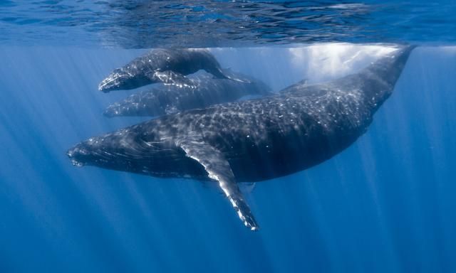 海洋巨兽：探索海洋中最大的十种动物的奥秘，你知道几种呢？