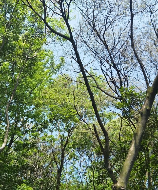 风景如画——重庆照母山森林公园徒步详细路线