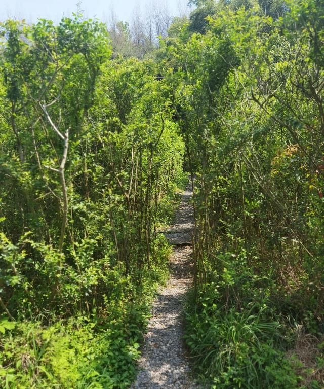 风景如画——重庆照母山森林公园徒步详细路线