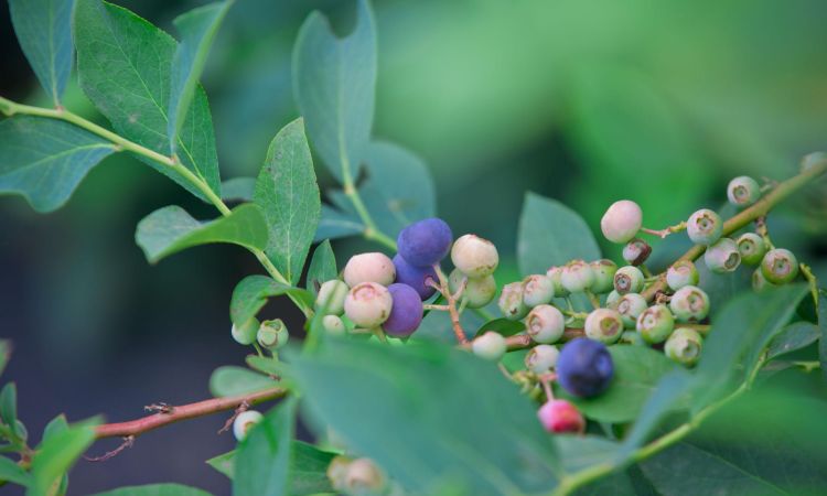 蓝莓有籽的好还是无籽的好,蓝莓籽培育的蓝莓苗结果吗图1