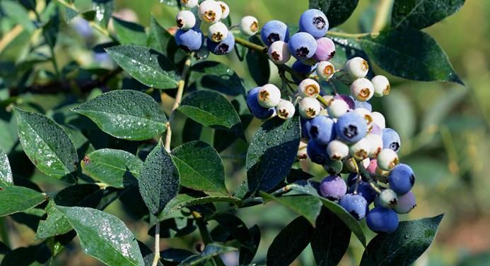 蓝莓有籽的好还是无籽的好,蓝莓籽培育的蓝莓苗结果吗图2