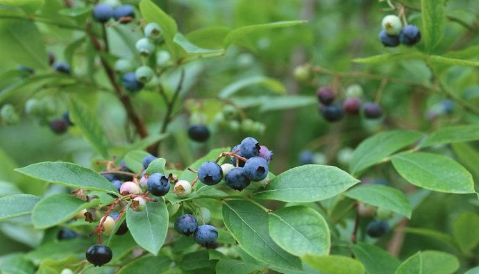 蓝莓有籽的好还是无籽的好,蓝莓籽培育的蓝莓苗结果吗图3