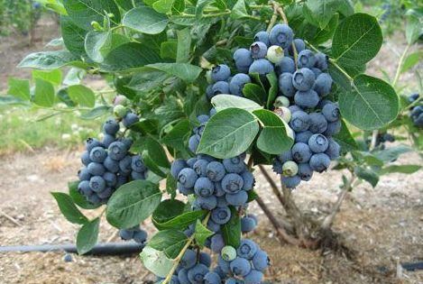 蓝莓有籽的好还是无籽的好,蓝莓籽培育的蓝莓苗结果吗图4