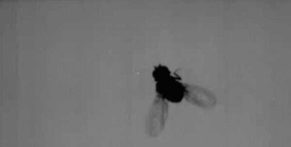 蜻蜓缩小到苍蝇的个头，还能追上苍蝇吗，它俩谁是王牌飞行员？
