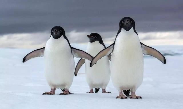 北极为什么没有企鹅，把企鹅运到北极会怎样？为什么科学家反对？