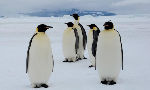 北极为什么没有企鹅，把企鹅运到北极会怎样？为什么科学家反对？
