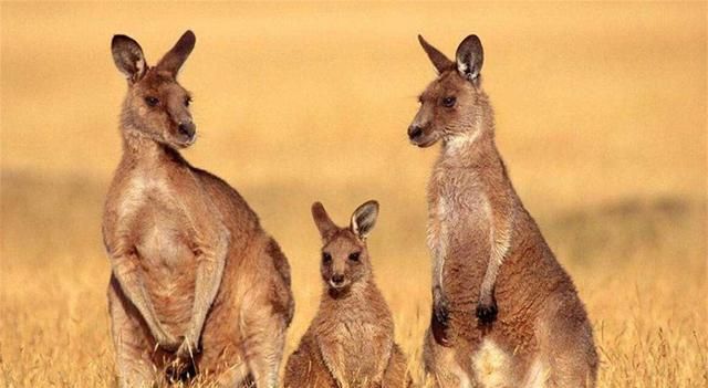 澳大利亚十大泛滥物种，百亿只野兔，澳洲政府花150年都搞不定