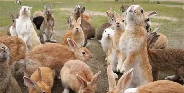 澳大利亚十大泛滥物种，百亿只野兔，澳洲政府花150年都搞不定