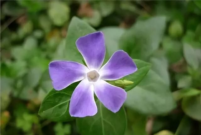 一年十二月，月月有花香。这些花花，你都认识吗？