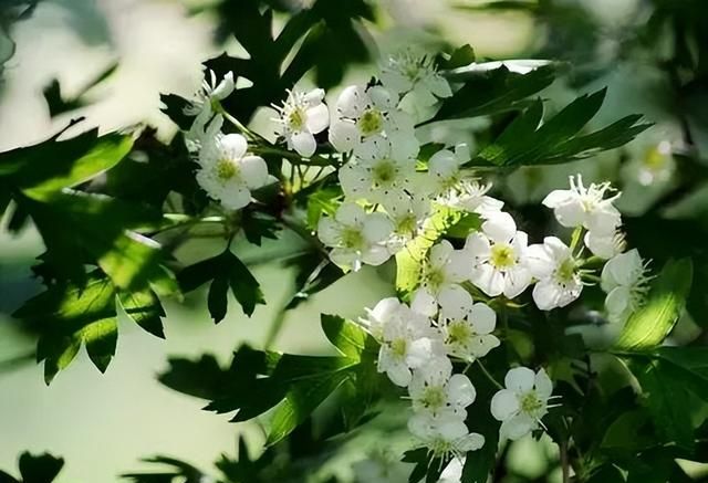 一年十二月，月月有花香。这些花花，你都认识吗？