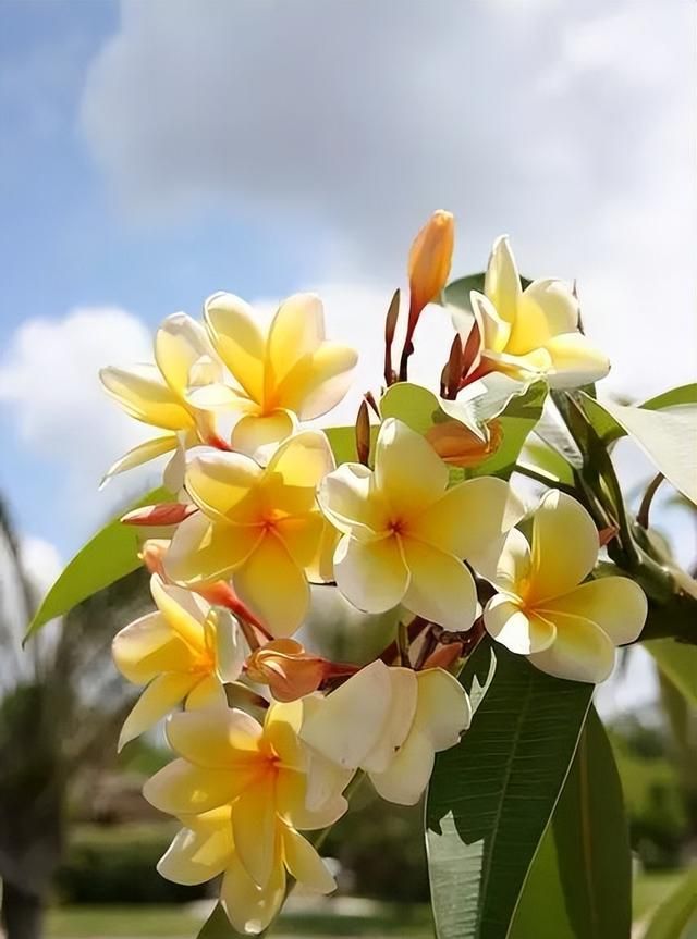 一年十二月，月月有花香。这些花花，你都认识吗？