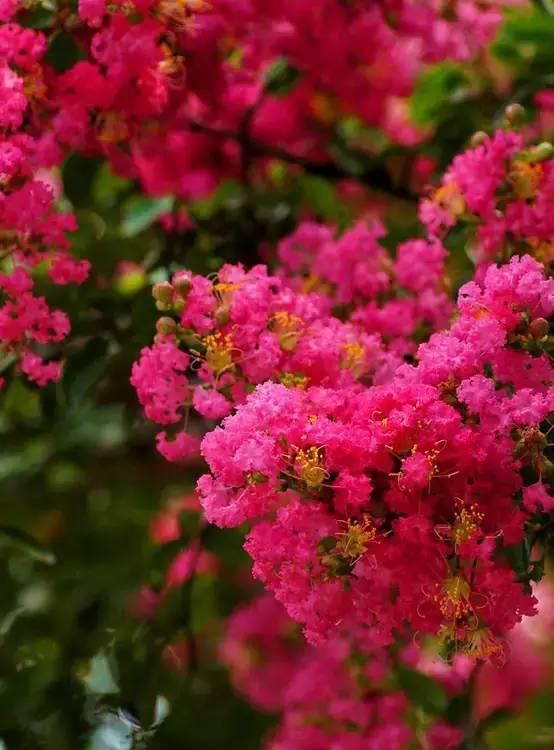 一年十二月，月月有花香。这些花花，你都认识吗？