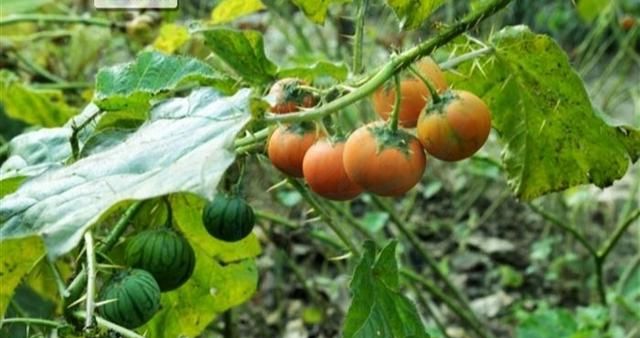 几种形状特别的茄属植物概述